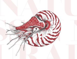 Atelier de dessin naturaliste avec Tristan Louis le 24 mai à 10h à la bibliothèque Moulin de la Housse