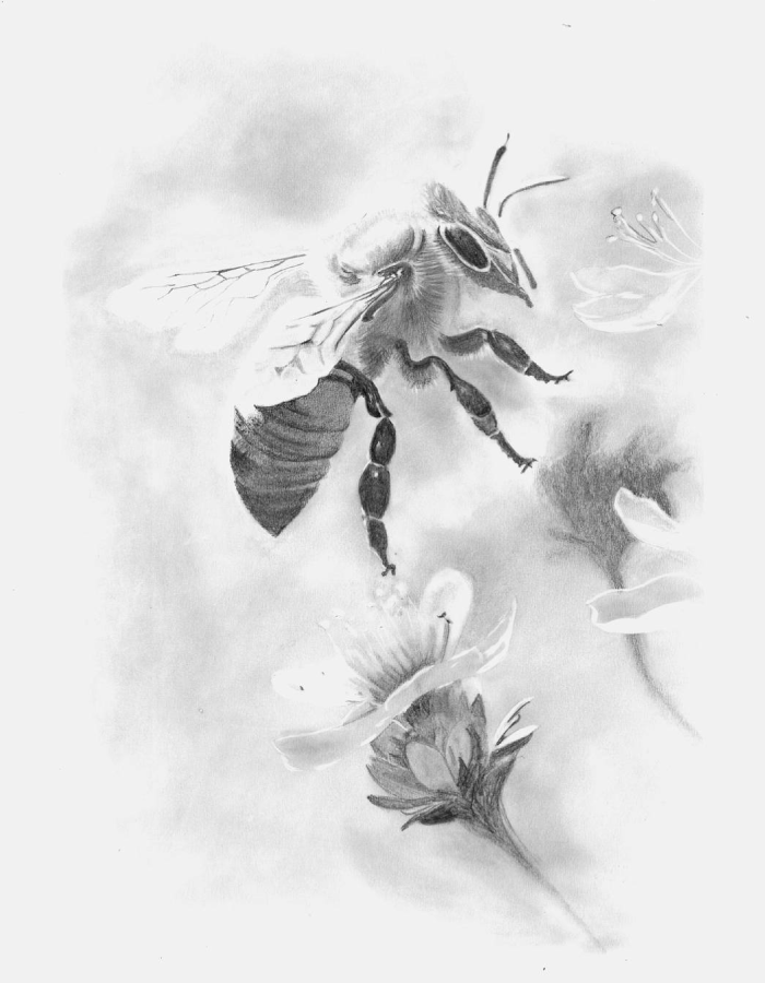 Un abeille s'apprête à butiner une fleur Un abeille s'apprête à butiner une fleur