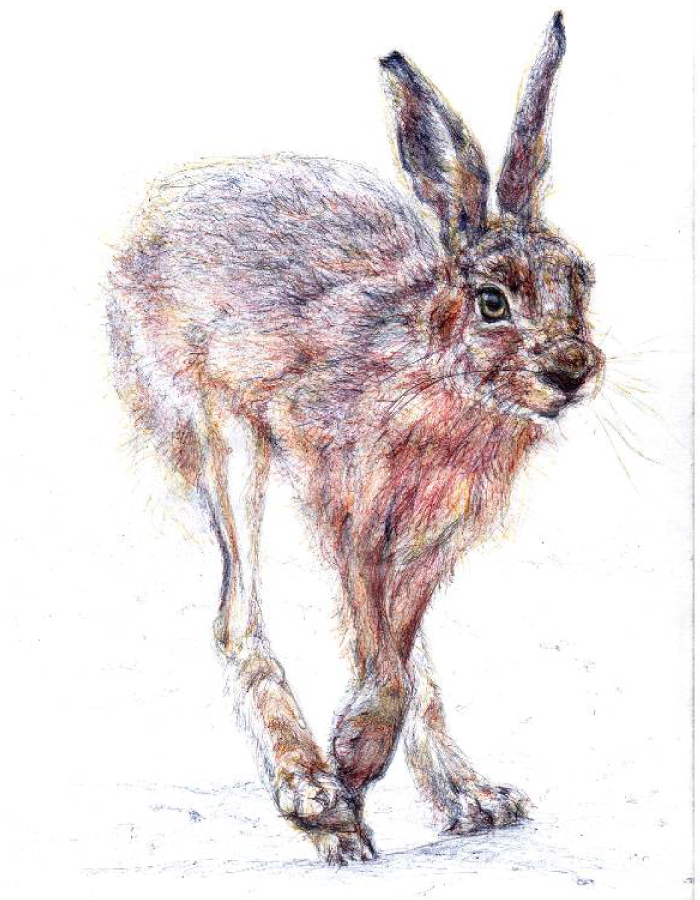 Dessin d'un lièvre Dessin d'un lièvre