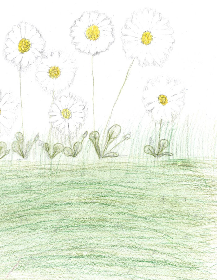 Dessin de pâquerettes dans l'herbe Dessin de pâquerettes dans l'herbe