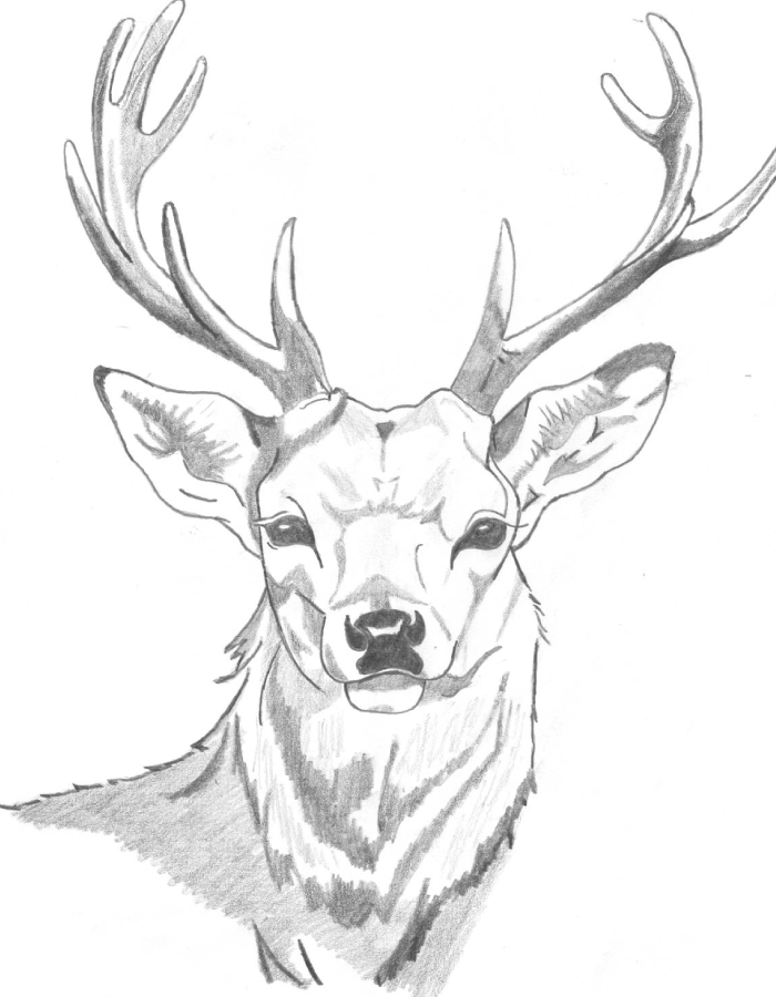 Dessin d'un cerf Dessin d'un cerf