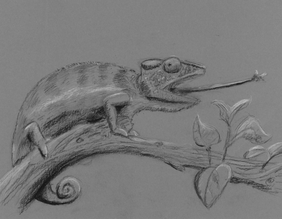 Dessin d'un caméléon gobant une mouche Dessin d'un caméléon gobant une mouche