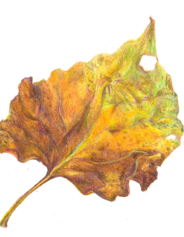 Dessin en couleur d'une feuille d'arbre Dessin en couleur d'une feuille d'arbre