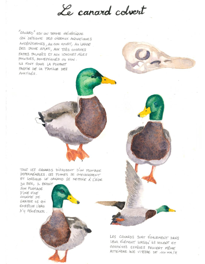Planche descriptive du canard colvert Planche descriptive du canard colvert