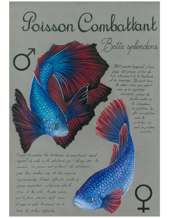 Planche descriptive du poisson combattant Planche descriptive du poisson combattant