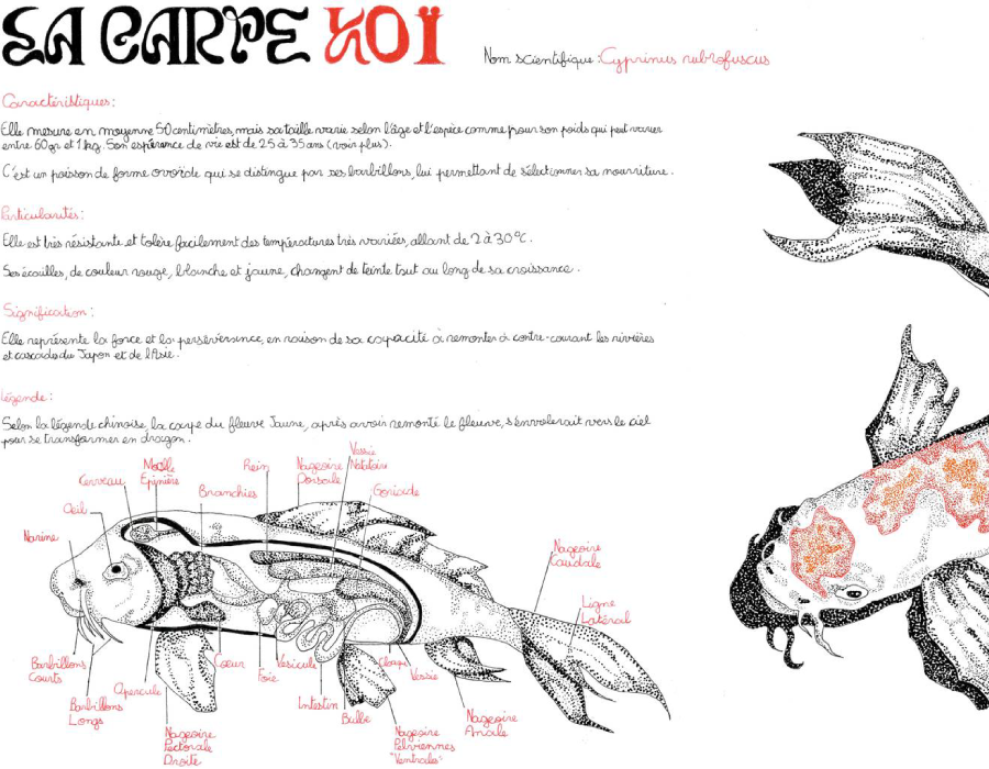 Planche descriptive de la carpe koï Planche descriptive de la carpe koï