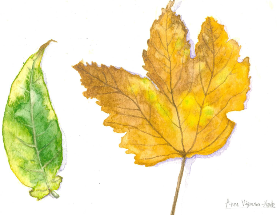 Dessin de deux feuilles d'automne Dessin de deux feuilles d'automne