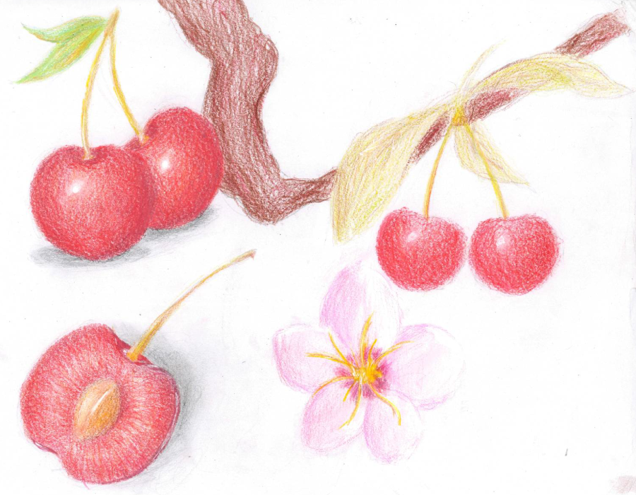 Dessin d'une cerise, de la fleur au fruit Dessin d'une cerise, de la fleur au fruit